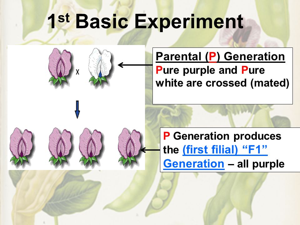 1 st Basic Experiment Parental (P) Generation Pure purple and Pure white are crossed (mated) P Generation produces the (first filial) F1 Generation – all purple
