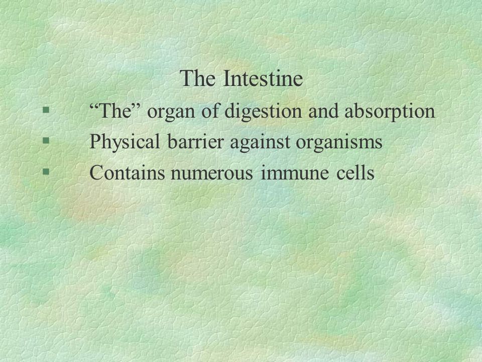 The Intestine § The organ of digestion and absorption §Physical barrier against organisms §Contains numerous immune cells