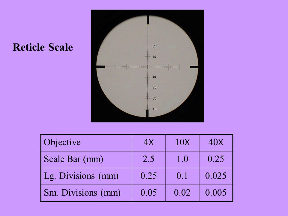 The Polarizing Lens Microscope. Reticle Scale Objective4X4X 10 X 40 X Scale  Bar (mm) Lg. Divisions (mm) Sm. Divisions (mm) ppt download