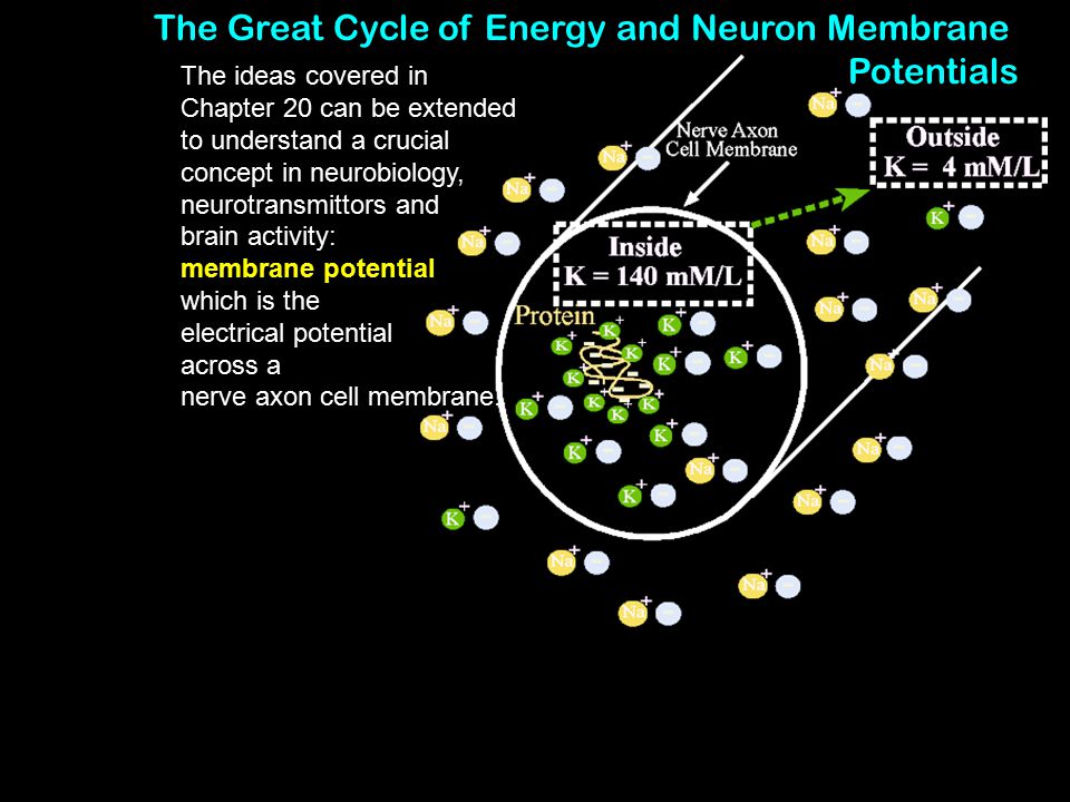 The Great Cycle of Energy and Neuron Membrane Potentials The ideas covered in Chapter 20 can be extended to understand a crucial concept in neurobiology, neurotransmittors and brain activity: membrane potential which is the electrical potential across a nerve axon cell membrane.