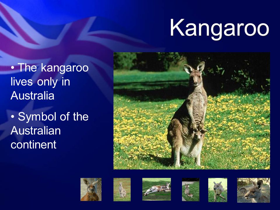 Animals and plants. Kangaroo The kangaroo lives only in Australia Symbol of  the Australian continent. - ppt download