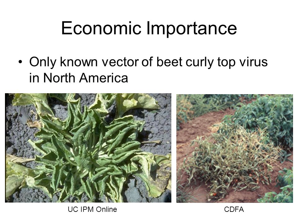 Economic Importance Only known vector of beet curly top virus in North America CDFAUC IPM Online