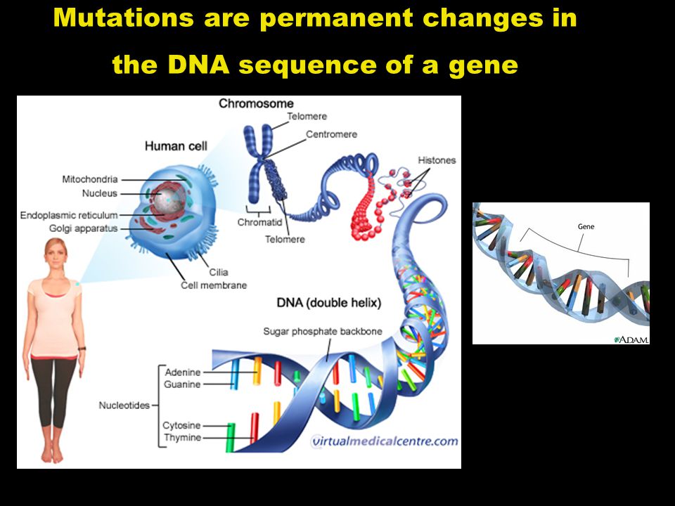 Mutations are permanent changes in the DNA sequence of a gene