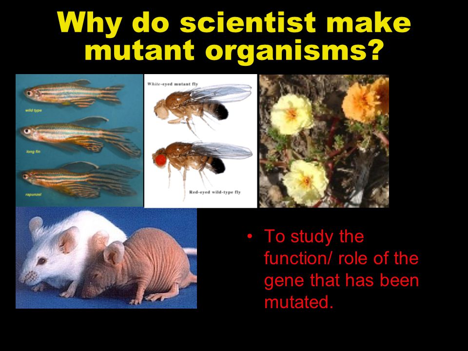 Why do scientist make mutant organisms.
