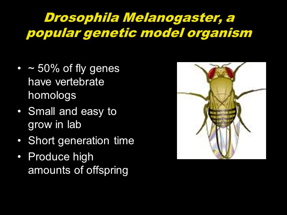 Drosophila Melanogaster, a popular genetic model organism ~ 50% of fly genes have vertebrate homologs Small and easy to grow in lab Short generation time Produce high amounts of offspring