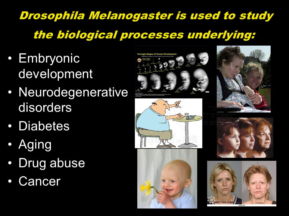 Drosophila Melanogaster is used to study the biological processes underlying: Embryonic development Neurodegenerative disorders Diabetes Aging Drug abuse Cancer