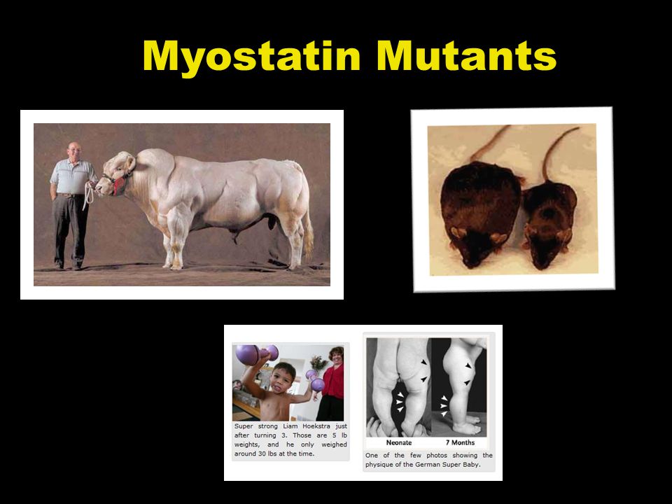 Myostatin Mutants