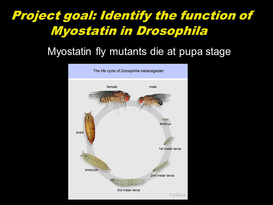 Project goal: Identify the function of Myostatin in Drosophila Myostatin fly mutants die at pupa stage