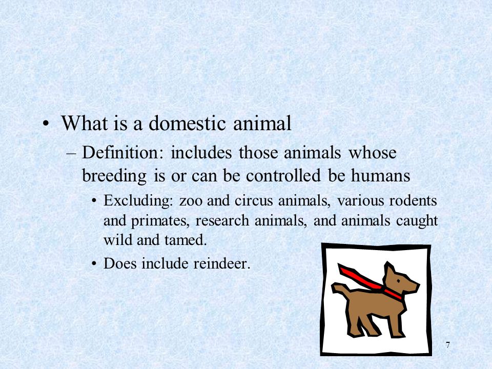 1 DOMESTIC ANIMALS AND PRODUCTION ANIMAL DOMESTICATION. - ppt download