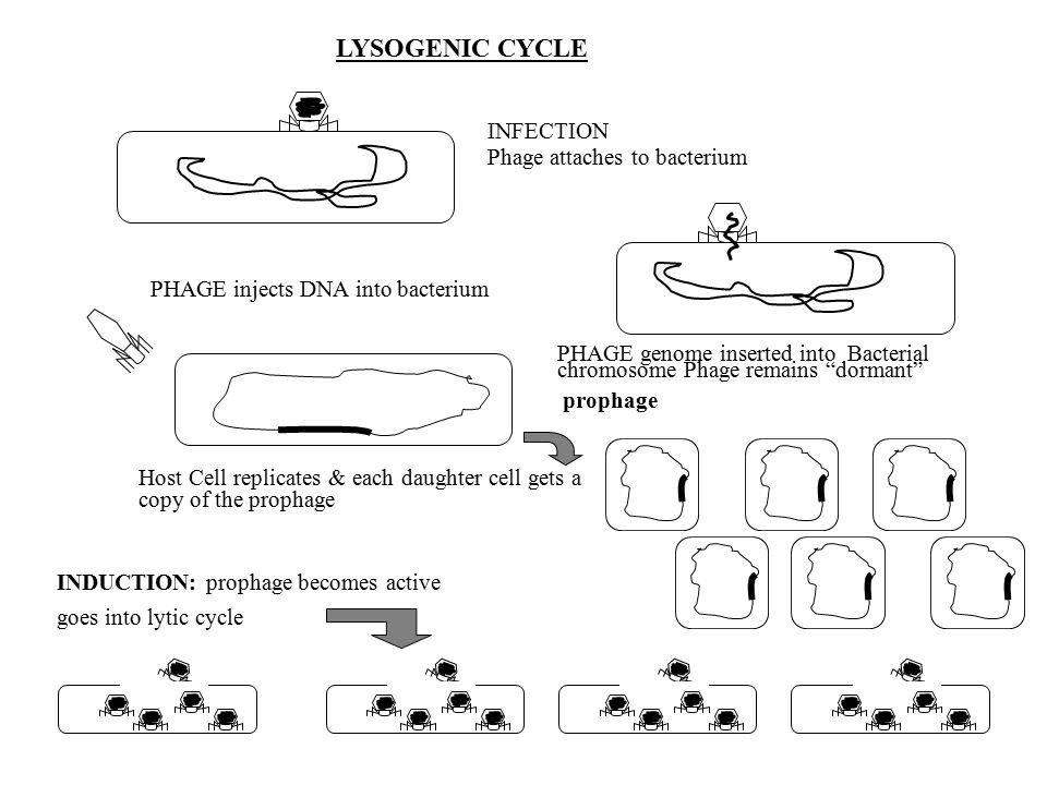 PHAGE genome inserted into Bacterial chromosome Phage remains dormant prophage PHAGE injects DNA into bacterium Phage attaches to bacterium INFECTION LYSOGENIC CYCLE Host Cell replicates & each daughter cell gets a copy of the prophage INDUCTION: prophage becomes active goes into lytic cycle