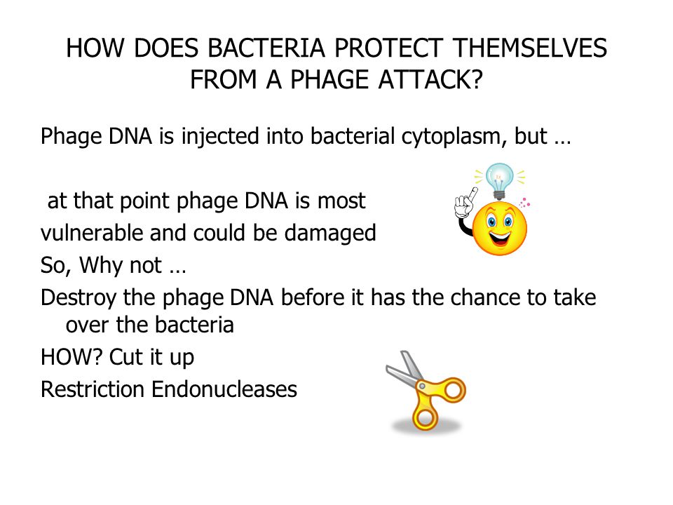 HOW DOES BACTERIA PROTECT THEMSELVES FROM A PHAGE ATTACK.