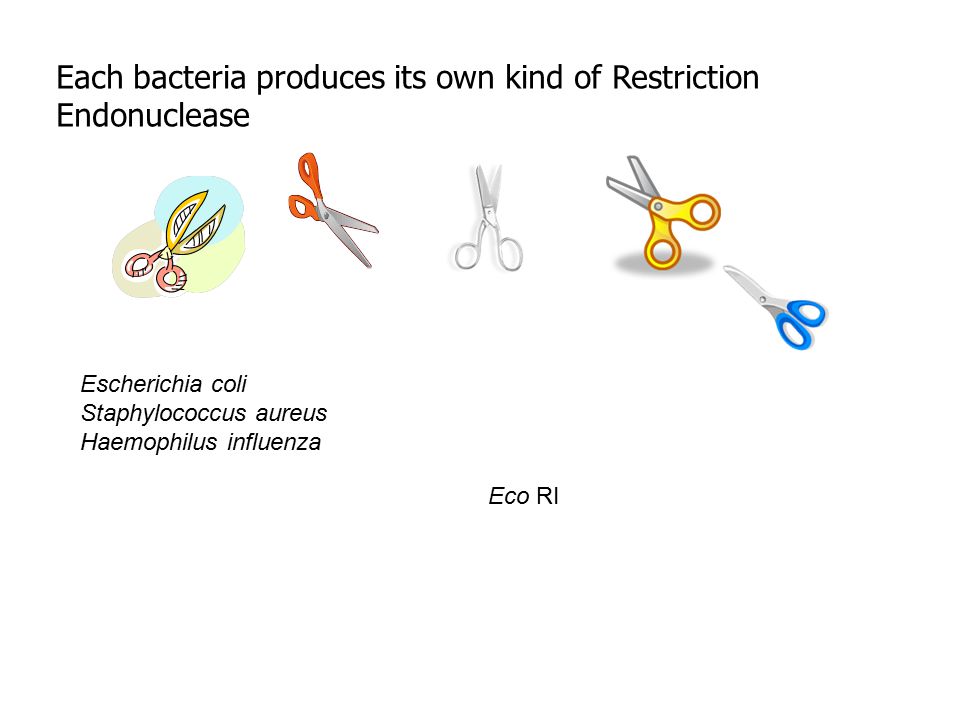Each bacteria produces its own kind of Restriction Endonuclease Escherichia coli Staphylococcus aureus Haemophilus influenza Eco RI