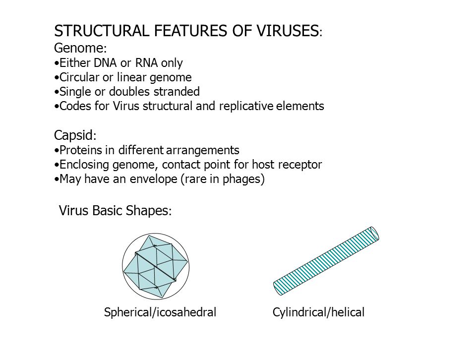 Virus Basic Shapes : Spherical/icosahedralCylindrical/helical STRUCTURAL FEATURES OF VIRUSES : Genome : Either DNA or RNA only Circular or linear genome Single or doubles stranded Codes for Virus structural and replicative elements Capsid : Proteins in different arrangements Enclosing genome, contact point for host receptor May have an envelope (rare in phages)