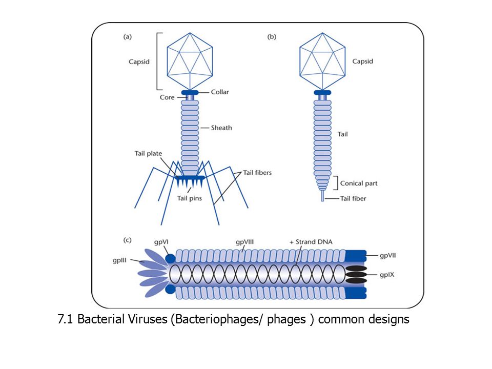 7.1 Bacterial Viruses (Bacteriophages/ phages ) common designs