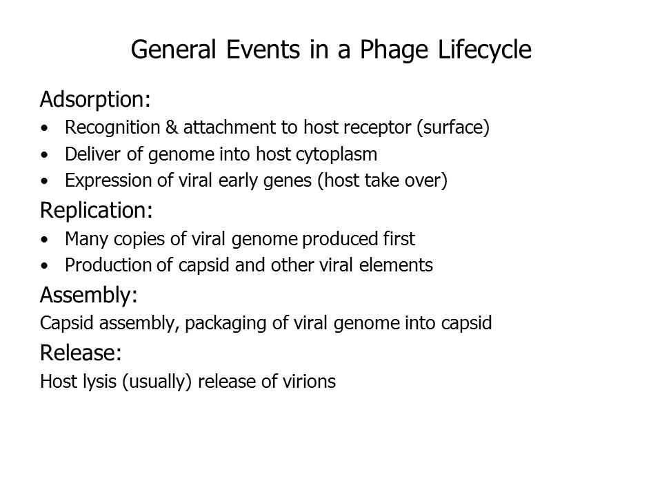 General Events in a Phage Lifecycle Adsorption: Recognition & attachment to host receptor (surface) Deliver of genome into host cytoplasm Expression of viral early genes (host take over) Replication: Many copies of viral genome produced first Production of capsid and other viral elements Assembly: Capsid assembly, packaging of viral genome into capsid Release: Host lysis (usually) release of virions