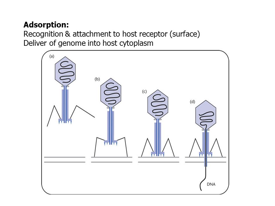 Adsorption: Recognition & attachment to host receptor (surface) Deliver of genome into host cytoplasm