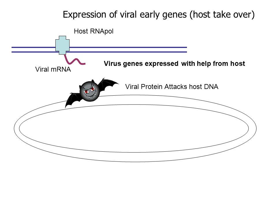 Expression of viral early genes (host take over) Virus genes expressed with help from host Host RNApol Viral mRNA Viral Protein Attacks host DNA