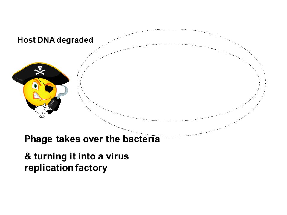 Host DNA degraded Phage takes over the bacteria & turning it into a virus replication factory