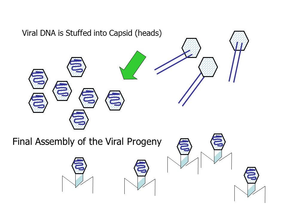 Viral DNA is Stuffed into Capsid (heads) Final Assembly of the Viral Progeny
