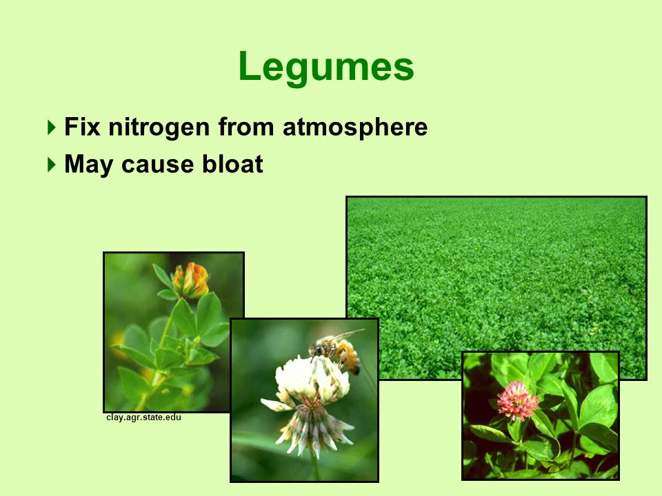 Legumes  Fix nitrogen from atmosphere  May cause bloat clay.agr.state.edu