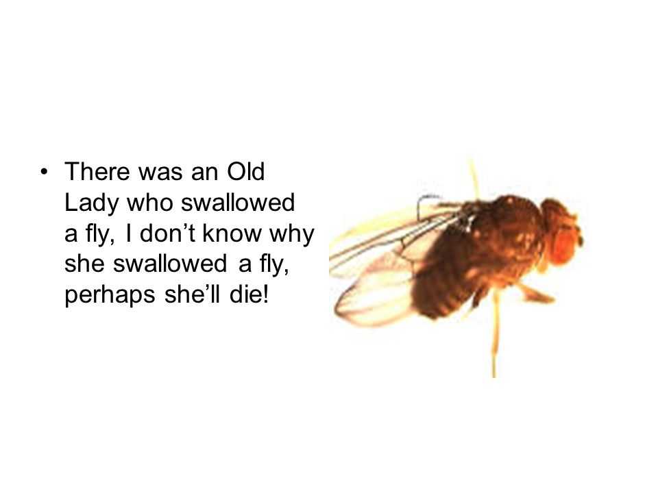 There Was An Old Lady Who Swallowed A Fly Created By The 6 Th Grade Classes Of Lusher Elementary Florissant Mo Ppt Download There Was An Old Lady Who Swallowed A Fly Created By The 6 Th Grade Classes Of Lusher Elementary Florissant Mo Ppt Download