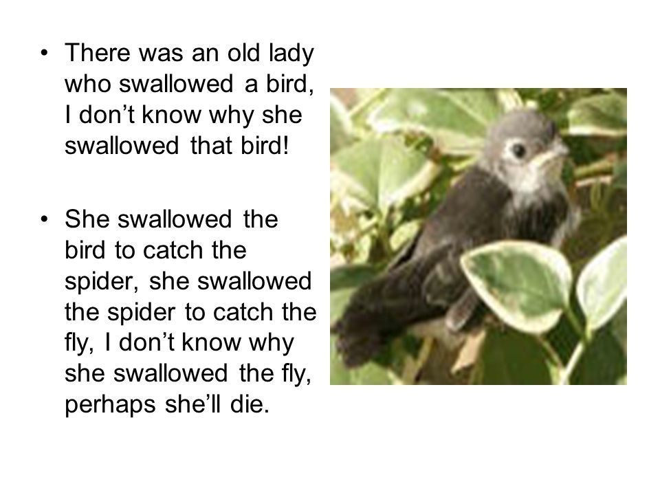 There Was An Old Lady Who Swallowed A Fly Created By The 6 Th Grade Classes Of Lusher Elementary Florissant Mo Ppt Download There Was An Old Lady Who Swallowed A Fly Created By The 6 Th Grade Classes Of Lusher Elementary Florissant Mo Ppt Download