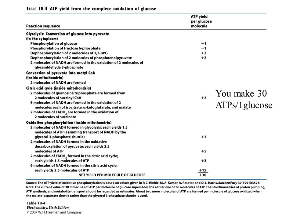 You make 30 ATPs/1glucose