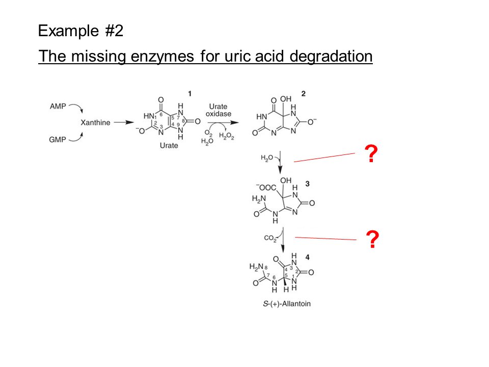 Example #2 The missing enzymes for uric acid degradation