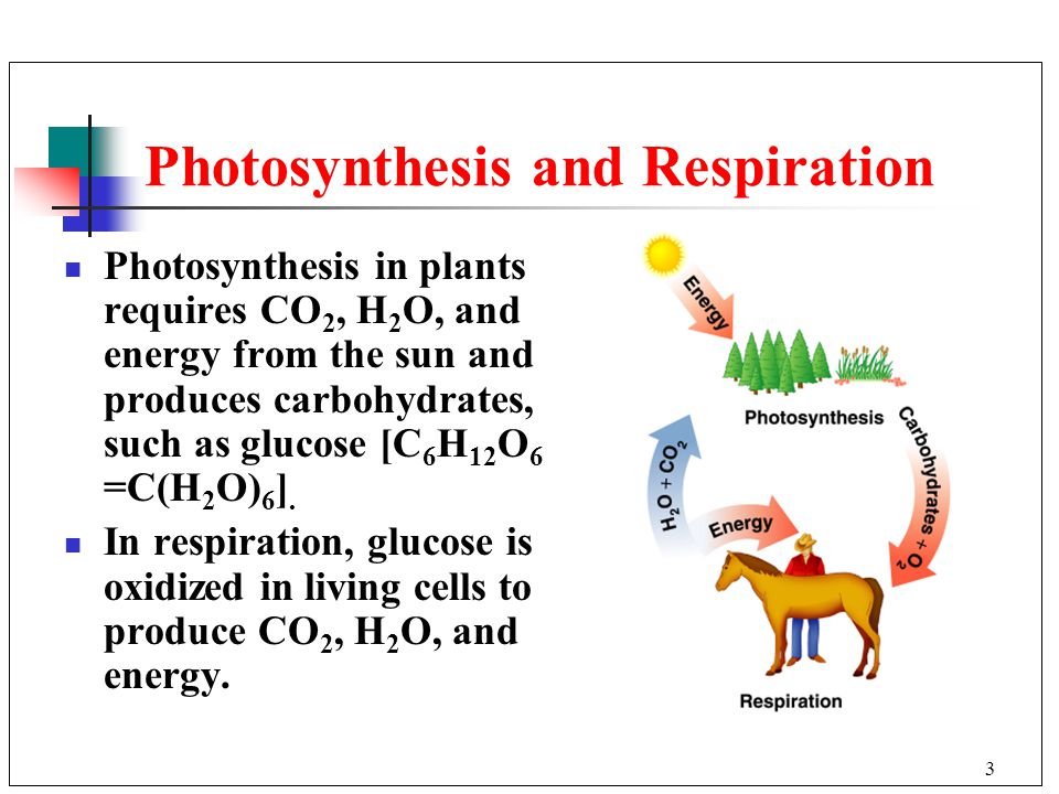 3 Photosynthesis and Respiration Photosynthesis in plants requires CO 2, H 2 O, and energy from the sun and produces carbohydrates, such as glucose [C 6 H 12 O 6 =C(H 2 O) 6 ].
