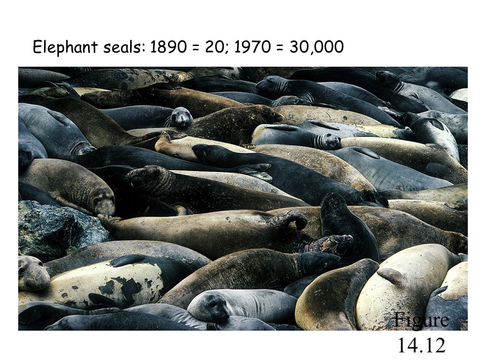 Figure Elephant seals: 1890 = 20; 1970 = 30,000