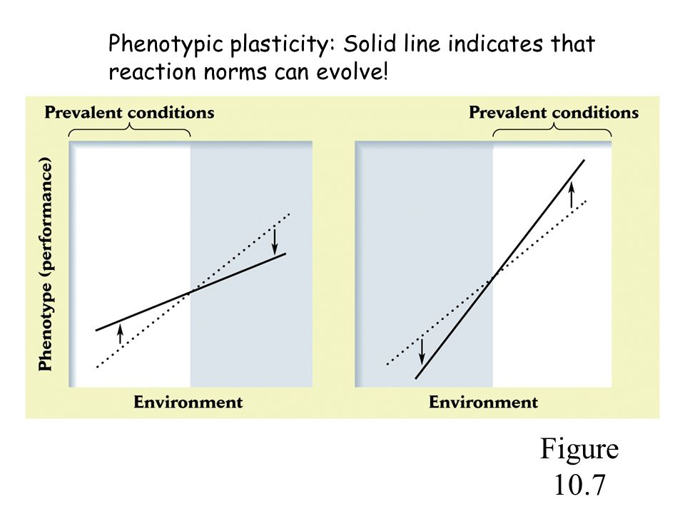 Figure 10.7 Phenotypic plasticity: Solid line indicates that reaction norms can evolve!