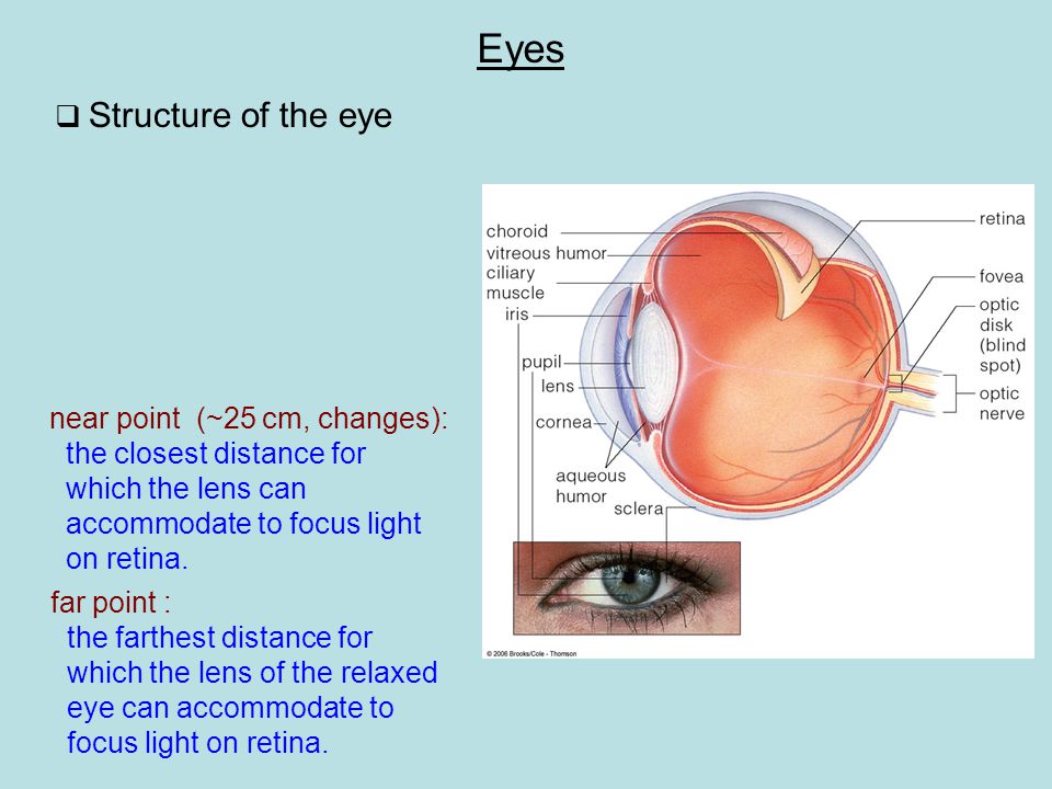 Eyes  Structure of the eye near point (~25 cm, changes): the closest distance for which the lens can accommodate to focus light on retina.