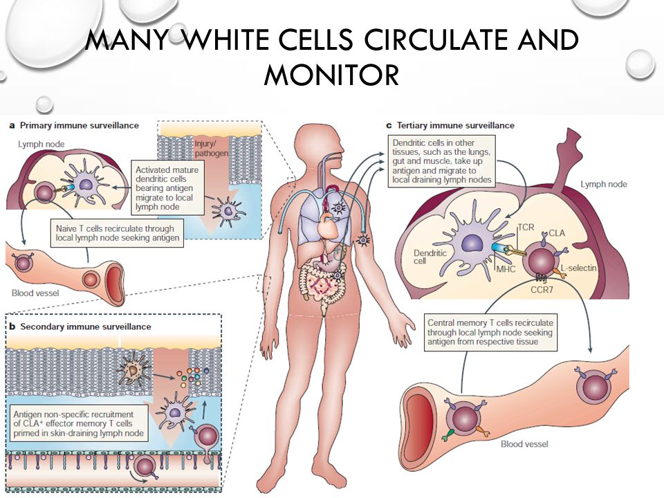 MANY WHITE CELLS CIRCULATE AND MONITOR