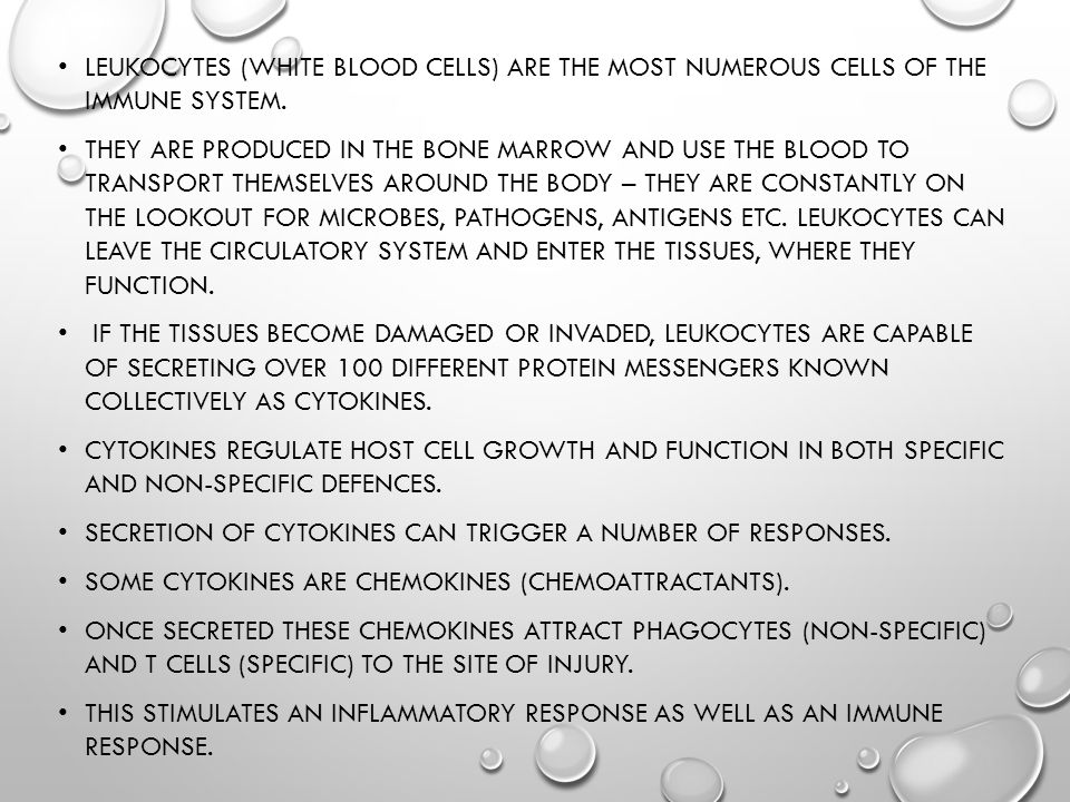 LEUKOCYTES (WHITE BLOOD CELLS) ARE THE MOST NUMEROUS CELLS OF THE IMMUNE SYSTEM.