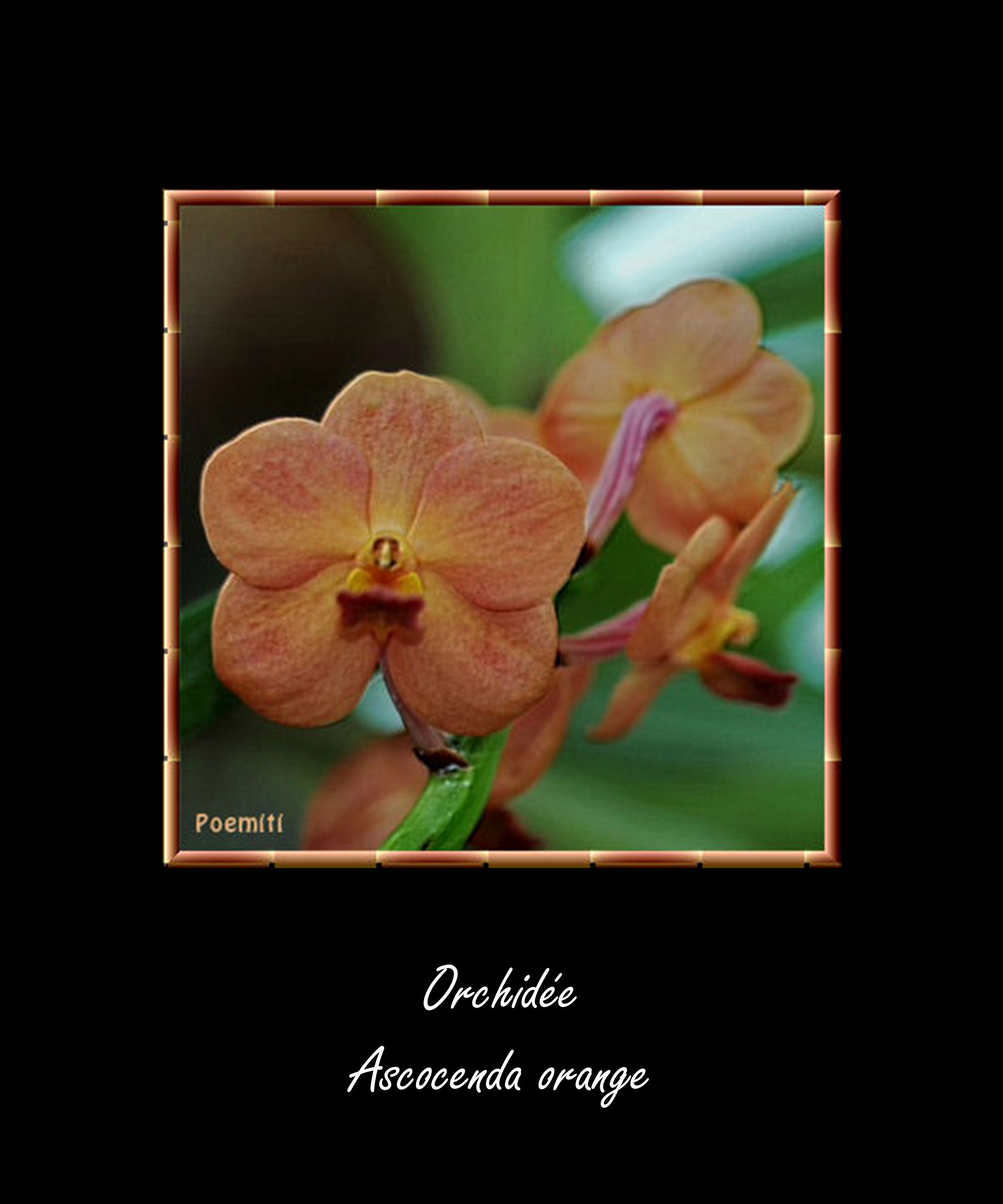 Orchidée Ascocenda orange Orchidée Brassada 'Orange Delight' - ppt download
