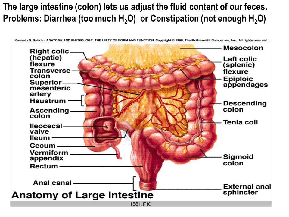 The large intestine (colon) lets us adjust the fluid content of our feces.
