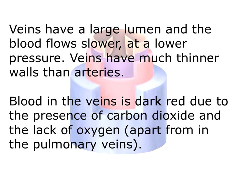 Veins have a large lumen and the blood flows slower, at a lower pressure.