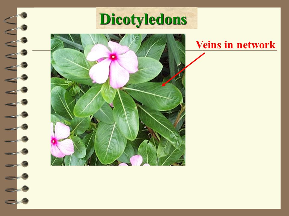 one seed-leaf Characteristics of Monocotyledons. leaves have parallel veins.