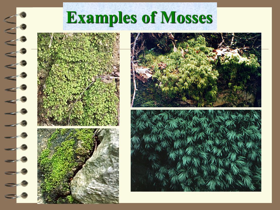 Land Plants - Embryophytes Liverworts, Hornworts, Mosses