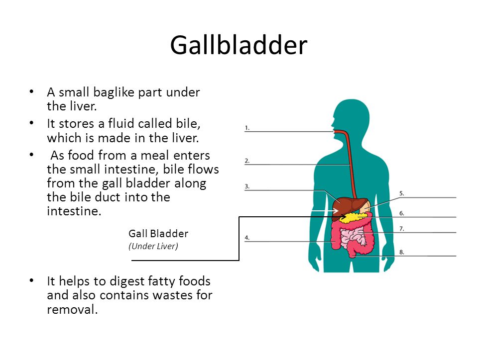 Functions Of Liver Pancreas And Gallbladder The Digestive System The Digestive Tract Is A Series Of Hollow Organs Joined In A Tube From The Mouth To Ppt Download