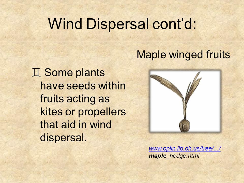 Maple winged fruits  Some plants have seeds within fruits acting as kites or propellers that aid in wind dispersal.