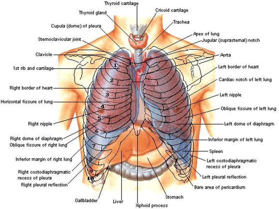 Что находится снизу ребер. Расположение лёгких у человека со спины и спереди. Анатомическое расположение легких.