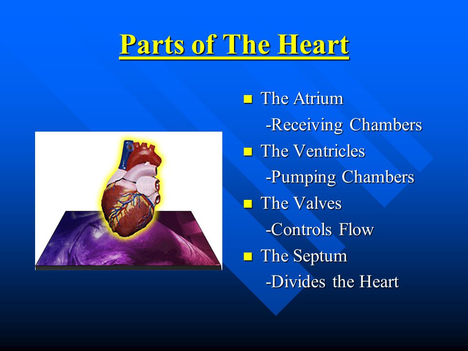 Parts of The Heart The Atrium -Receiving Chambers The Ventricles -Pumping Chambers The Valves -Controls Flow The Septum -Divides the Heart