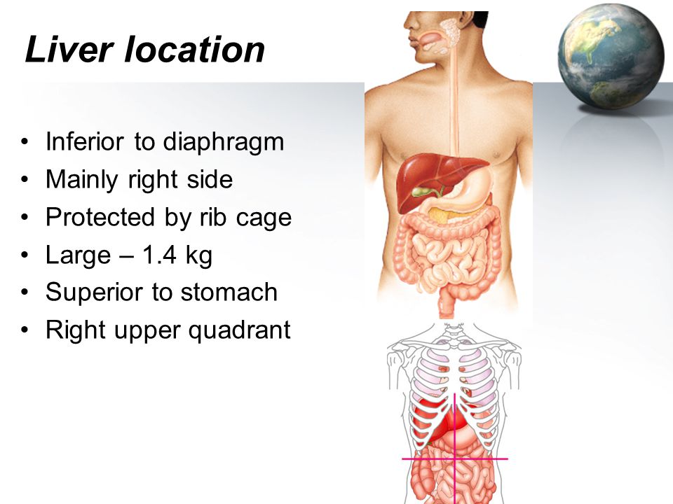 Hepatic Physiology Tariq Alzahrani Demonstrator College of Medicine King  Saud University. - ppt download