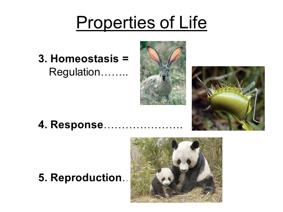 Properties of Life 3. Homeostasis = Regulation…….. 4. Response…………………. 5. Reproduction….