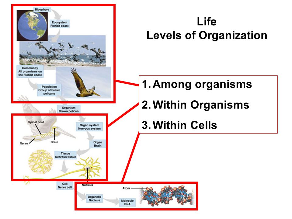 Life Levels of Organization 1.Among organisms 2.Within Organisms 3.Within Cells