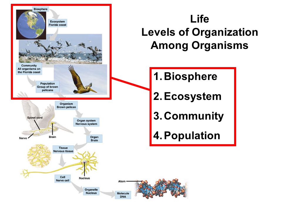 Life Levels of Organization Among Organisms 1.Biosphere 2.Ecosystem 3.Community 4.Population