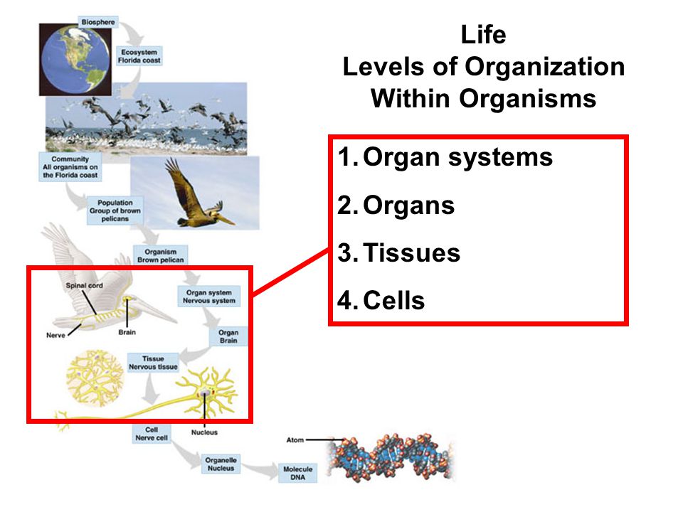 Life Levels of Organization Within Organisms 1.Organ systems 2.Organs 3.Tissues 4.Cells
