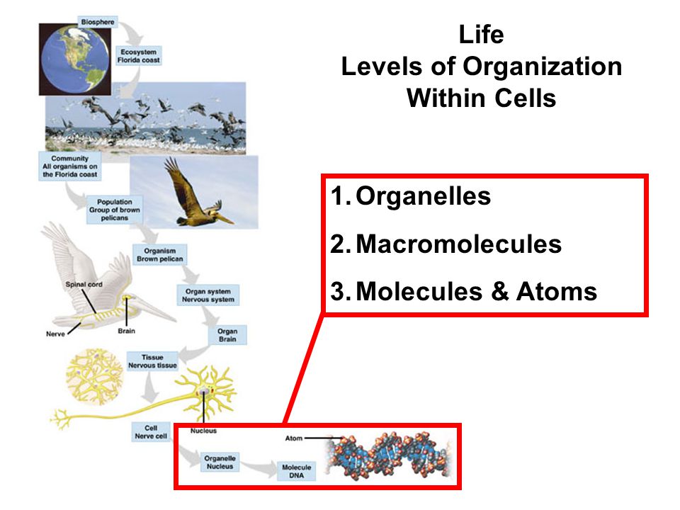Life Levels of Organization Within Cells 1.Organelles 2.Macromolecules 3.Molecules & Atoms