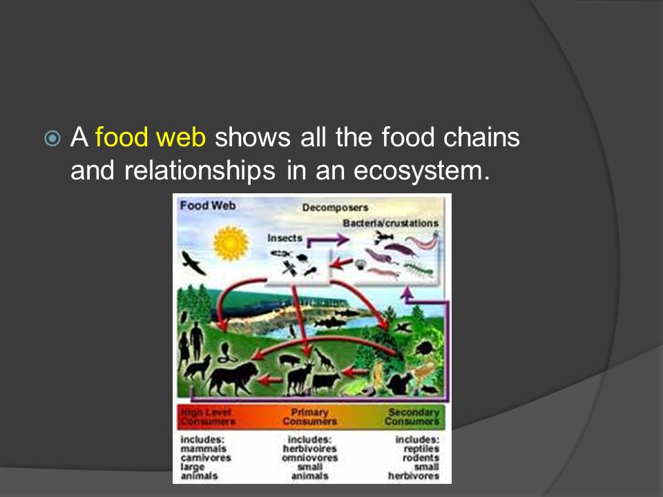  A food web shows all the food chains and relationships in an ecosystem.